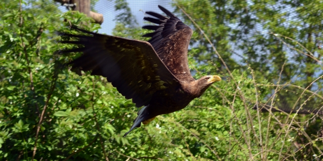 White Tailed Sea Eagle